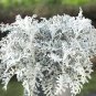 Silver Leaf Dusty Miller Senecio cineraria - 100 Seeds
