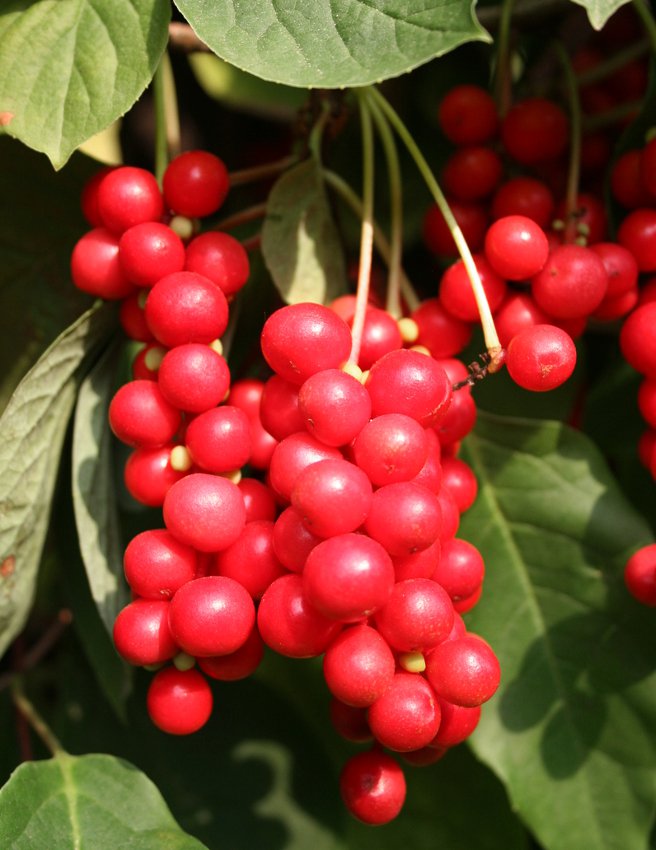 Unique Berry Five-Flavor-Fruit Schisandra Chinensis - 10 Seeds