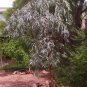Rare Weeping Beauty 'Silver Princess" Eucalyptus caesia  - 30 seeds