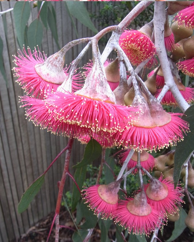Rare Weeping Beauty 'Silver Princess" Eucalyptus caesia - 25 seeds