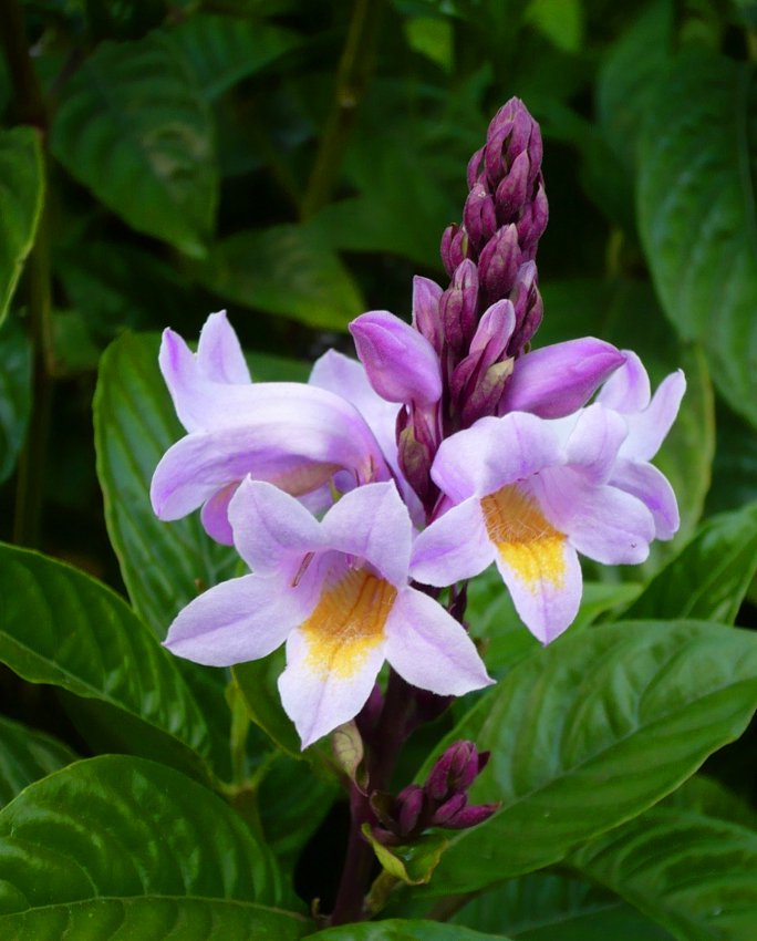 Rare Tropical Easter Bonnet Phlogacanthus turgidus - 15 Seeds