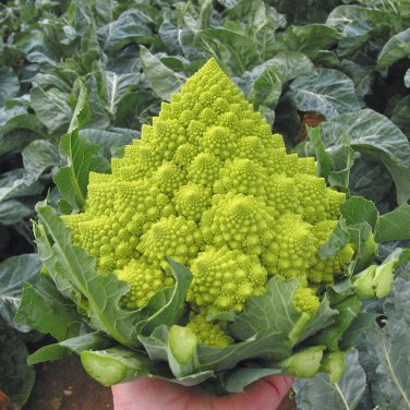 Heirloom Gourmet Romanesco Broccoli Brassica oleracea - 100 Seeds
