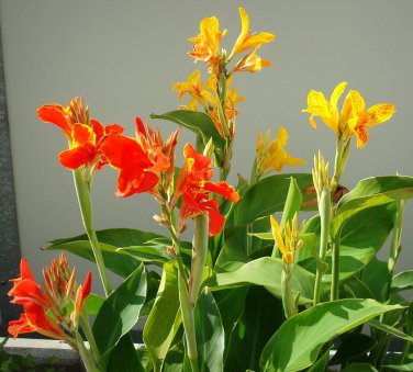 Tropical Canna Lily Color Mix - 10 Seeds