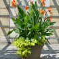 Tropical Canna Lily Color Mix - 10 Seeds