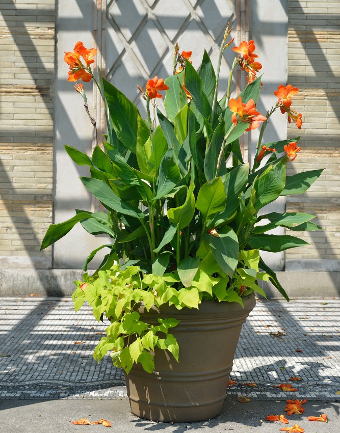 Tropical Canna Lily Mixed Colors 10 Seeds