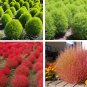 Mexican Firebrush Mock-Cypress Bassia scoparia - 100 Seeds