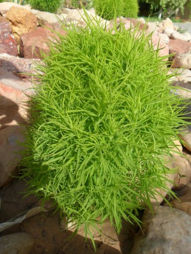 Mexican Firebrush Mock-Cypress Bassia scoparia - 100 Seeds