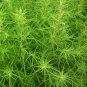 Mexican Firebrush Mock-Cypress Bassia scoparia - 100 Seeds