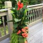 Tropical Red Canna Lily Canna Indica - 10 Seeds