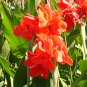 Tropical Red Canna Lily Canna Indica - 10 Seeds