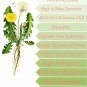Wild Endive Dandelion Taraxacum Officinale - 120 Seeds