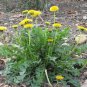 Wild Endive Dandelion Taraxacum Officinale - 120 Seeds