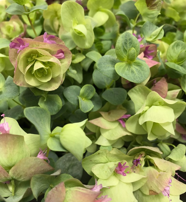 Ornamental Oregano Origanum rotundifolium 15 Seeds