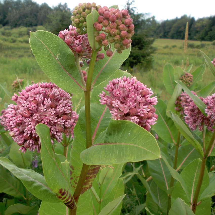 Wild Edible Common Milkweed Asclepias Syriaca - 40 Seeds