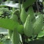 Wild Edible Common Milkweed Asclepias Syriaca - 40 Seeds