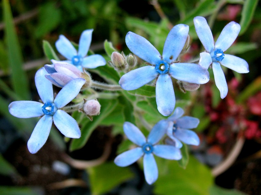 Rare Turquoise Blue Star Milkweed Vine Tweedia Oxypetalum caeruleum - 8 ...
