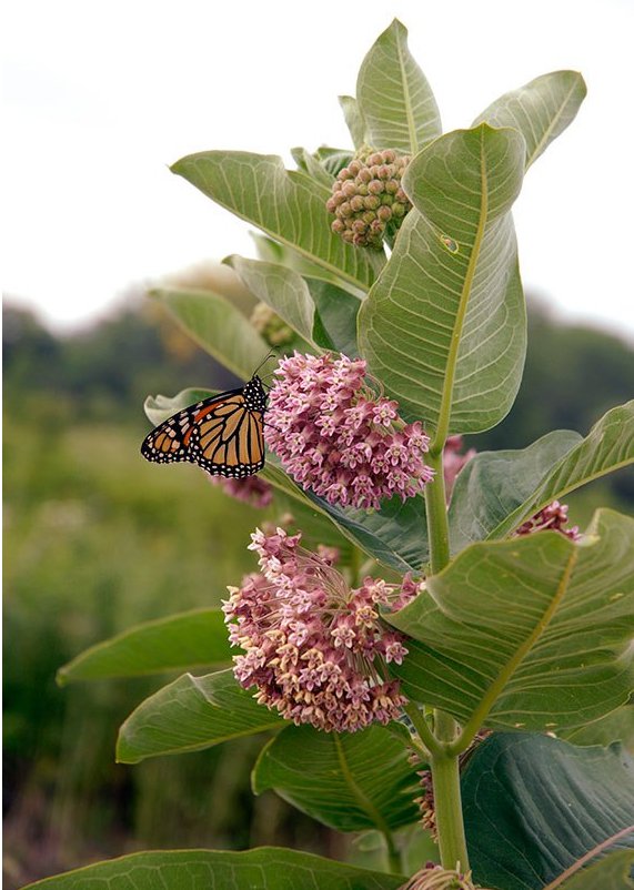 Wild Edible Common Milkweed Asclepias Syriaca 40 Seeds
