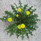 Wild Endive Organic Perennial Dandelion Taraxacum Officinale - 120 Seeds
