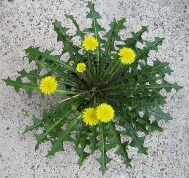 Wild Endive Organic Perennial Dandelion Taraxacum Officinale - 120 Seeds