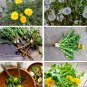 Wild Endive Organic Perennial Dandelion Taraxacum Officinale - 120 Seeds