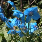 Tibetan Blue Poppy Meconopsis betonicifolia - 25 Seeds