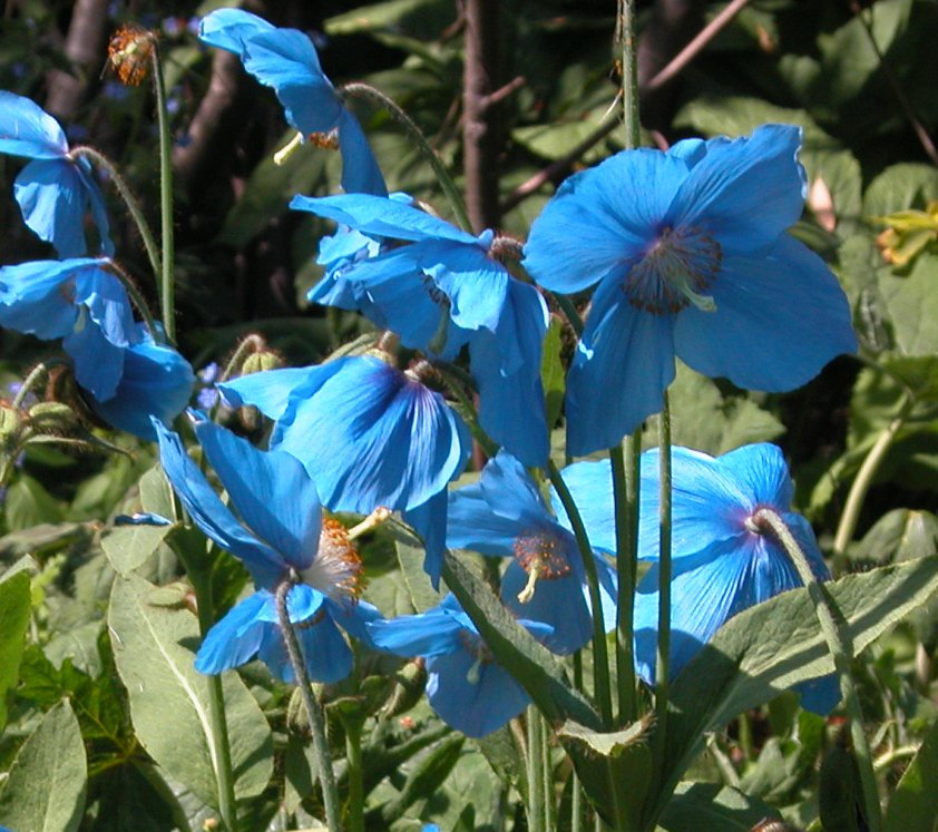 Поппи синий. Меконопсис betonicifolia. Meconopsis paniculata. Blue Poppy Seeds melabake. Меконопсис Мак голубой семена купить.