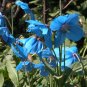 Rare Tibetan Blue Poppy Meconopsis betonicifolia - 25 Seeds