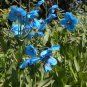 Rare Tibetan Blue Poppy Meconopsis betonicifolia - 25 Seeds
