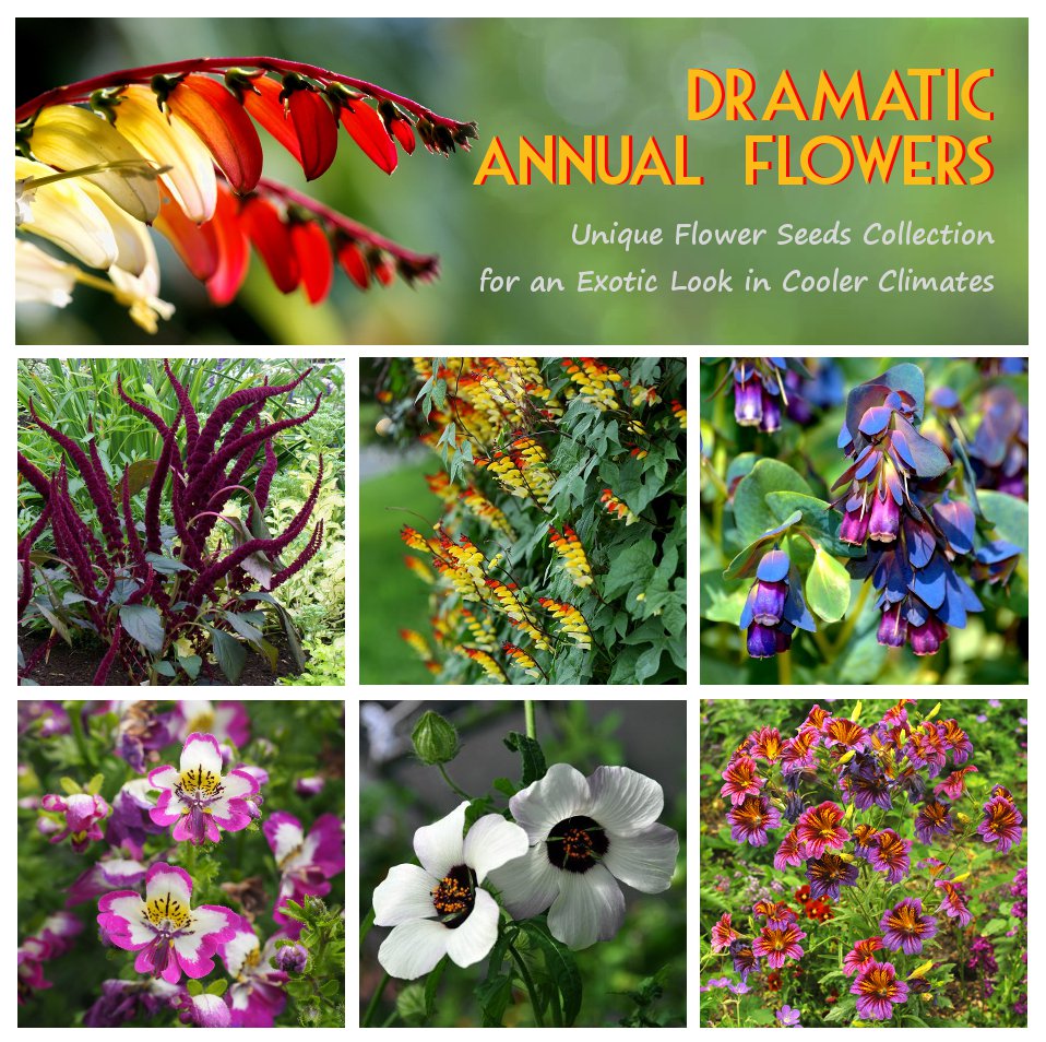 Exotic Annual Ornamental Flower Seed Collection 6 Varieties