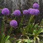 Seuss Inspired Ornamental Onion 'Purple Sensation' Allium aflatunense - 50 Seeds