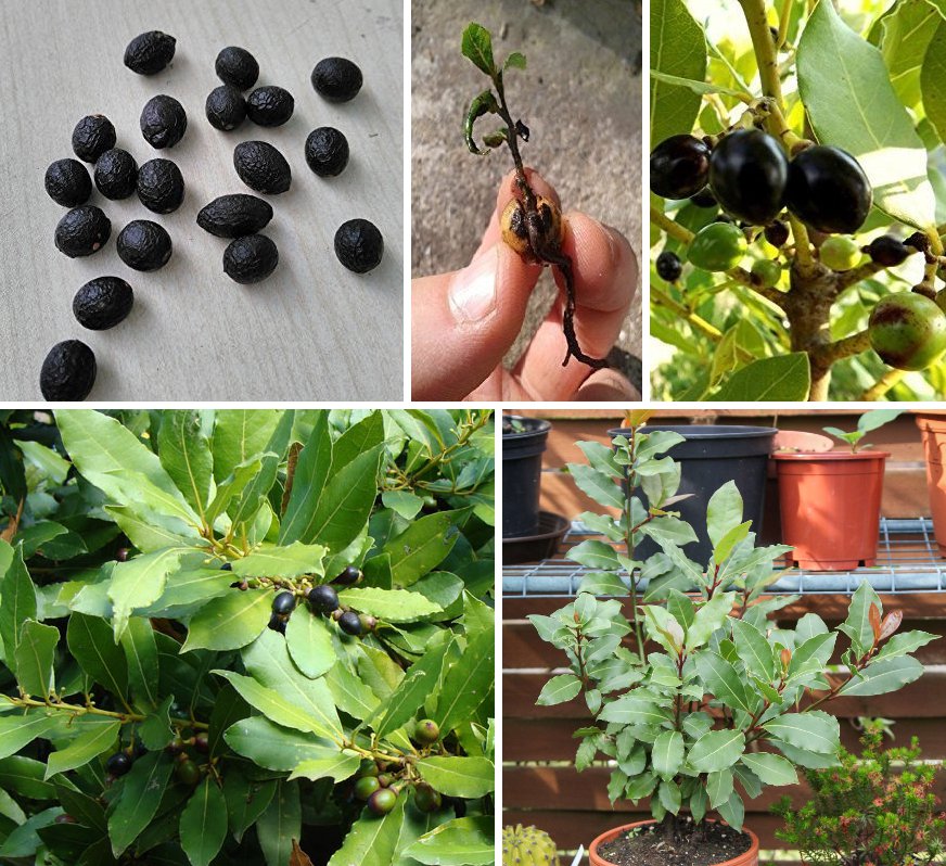 Bay Leaf Sweet Bay Laurel Laurus nobilis 5 Seeds