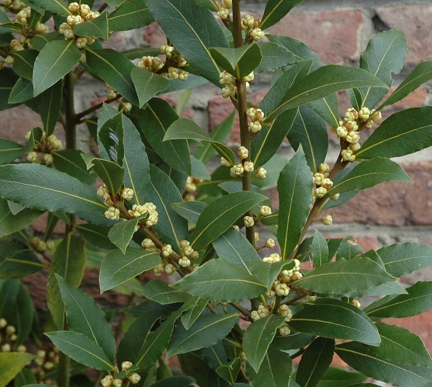 Bay Leaf Sweet Bay Laurel Laurus nobilis - 5 Seeds