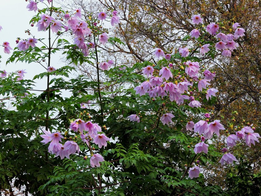 Rare And Unusual Giant Bell Tree Dahlia Imperialis - 5 Seeds