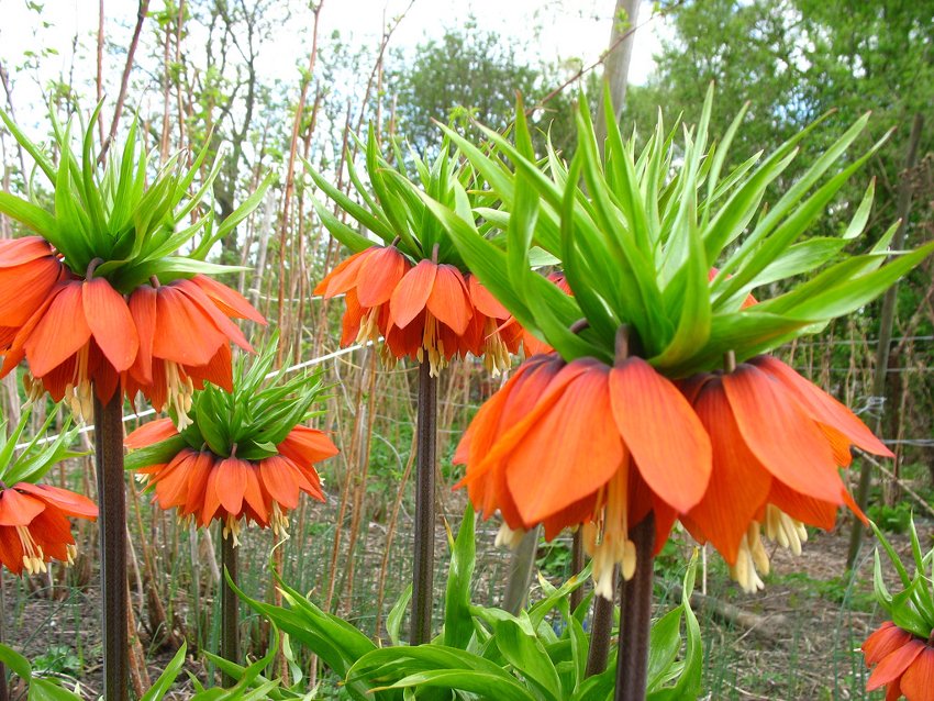 Rare Crown Imperialis Fritillaria Imperialis - 5 Seeds