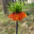 Seuss Inspired Crown Imperialis Fritillaria imperialis - 5 Seeds