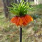 Seuss Inspired Crown Imperialis Fritillaria imperialis - 5 Seeds