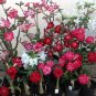 Mixed Desert Rose Adenium Natural Bonsai - 8 Seeds