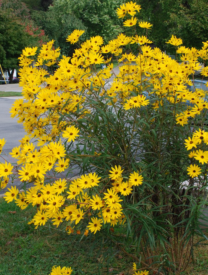Sale! Unusual Tall Narrowleaf Swamp Sunflower Helianthus angustifolius