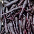 Rare Organic Medieval German 'Black' Carrot Daucus Carota - 50 Seeds