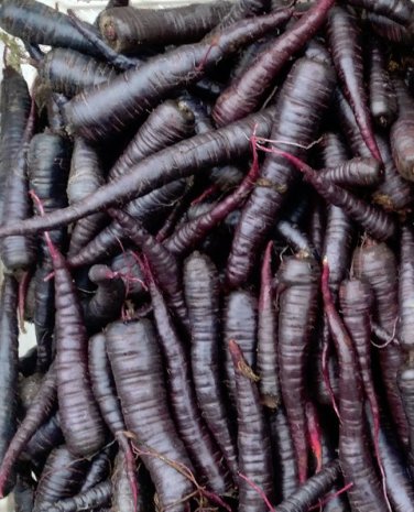 Rare Organic Medieval German 'Black' Carrot Daucus Carota - 50 Seeds