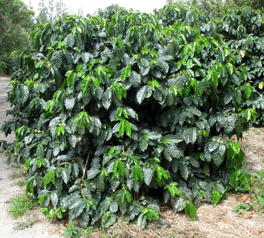 Fresh Raw Brazilian Coffee Plant Seeds Coffea Arabica - 50 Fresh Seeds