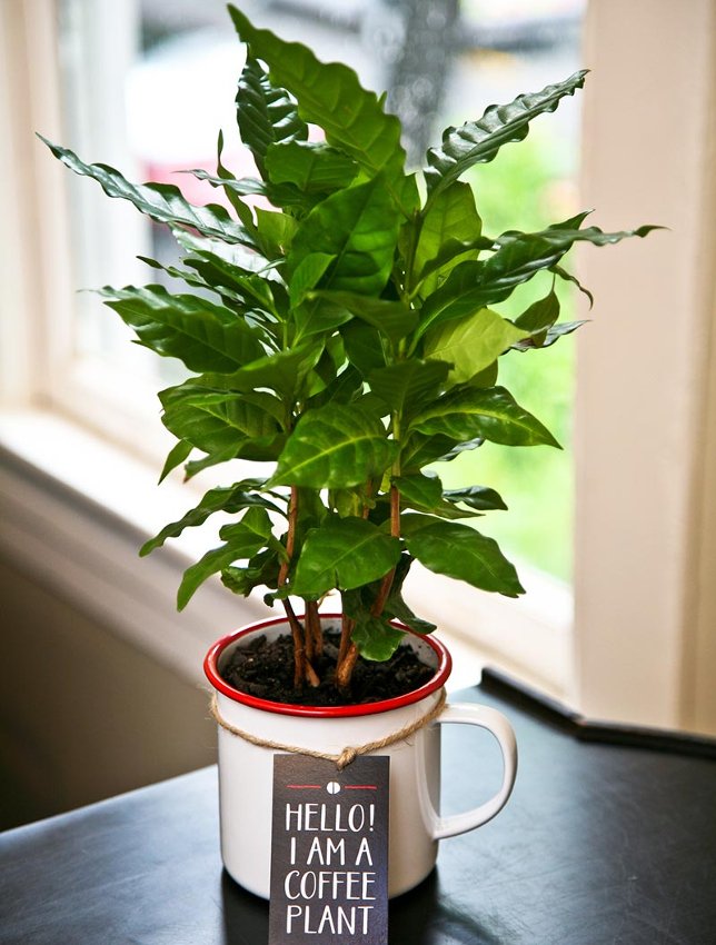 Fresh Coffee Plant Seeds Raw Coffea Arabica - 25 Fresh Seeds