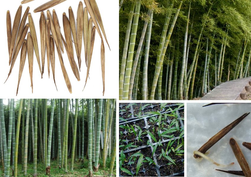 moso bamboo phyllostachys pubescens