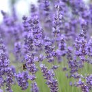 Munstead True Lavender Lavandula angustifolia - 100 Seeds