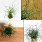 'Curly Wurly' Cork Screw Rush Juncus effusus spiralis - 25 Seeds