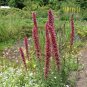 Red Flowering Viper's Head Rare Echium russicum - 20 Seeds