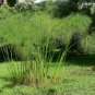 True Egyptian Paper Plant Rare Cyperus papyrus - 30 Seeds