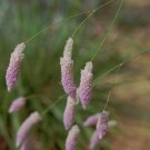 Weeping Mulla Mulla Grass Ptilotus calostachyus  - 20 Seeds