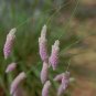 Weeping Mulla Mulla Grass Ptilotus calostachyus  - 25 Seeds