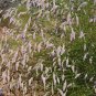 Weeping Mulla Mulla Grass Ptilotus calostachyus  - 20 Seeds